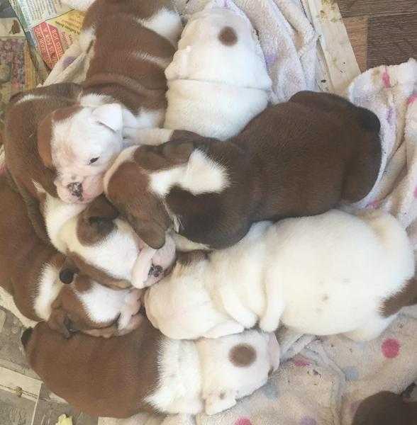 Bulldog puppies for sale