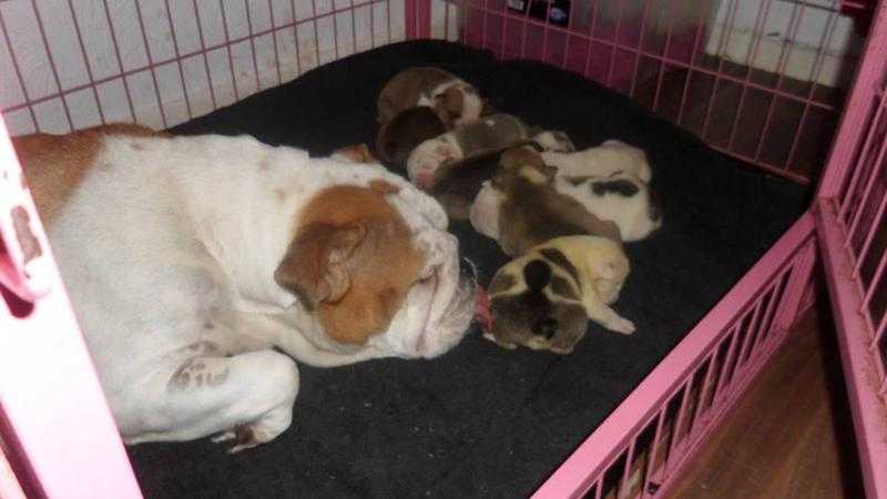 bulldog pups for sale