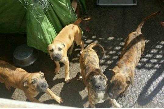 Bullmastiff cross Bullhound pups for sale.