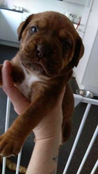 Bullmastiff puppies