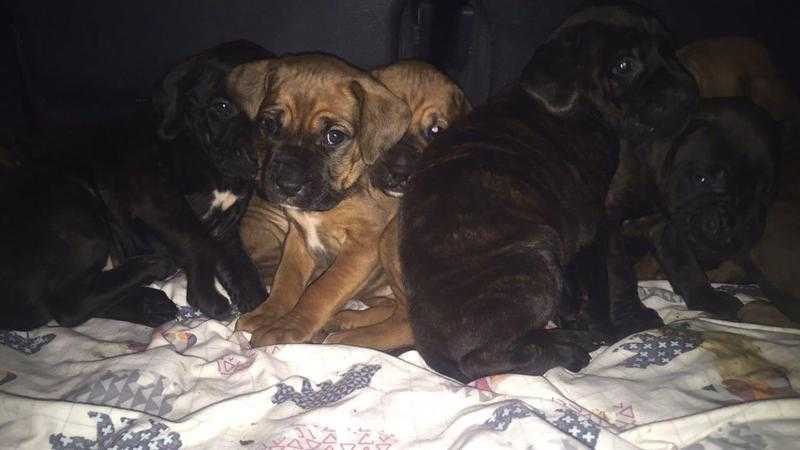 BULLMASTIFF PUPPIES ONLY 4 LEFT delivery aswell