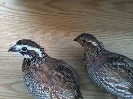 Butlers quail