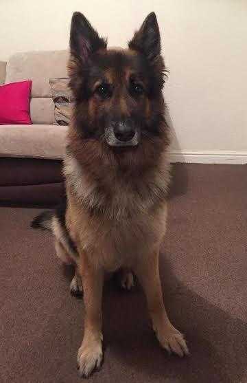 Buzz 8yr old male german shepherd adorable boy