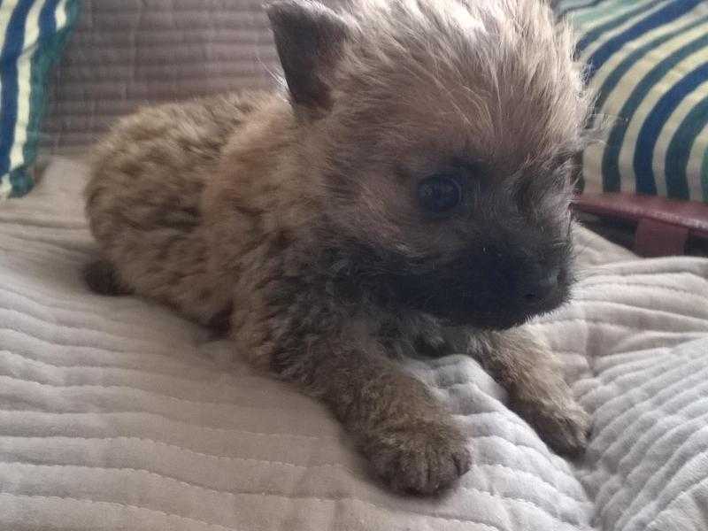 Cairn Terrier Puppy