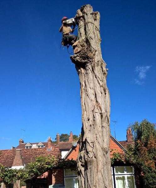 Camberley tree surgeons