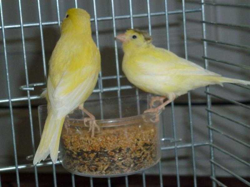 Canaries for sale 12