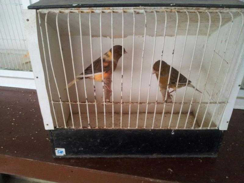 canaries for sale  15