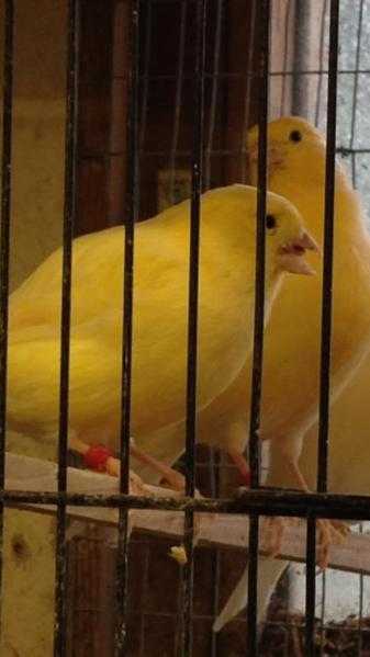 Canaries for sale