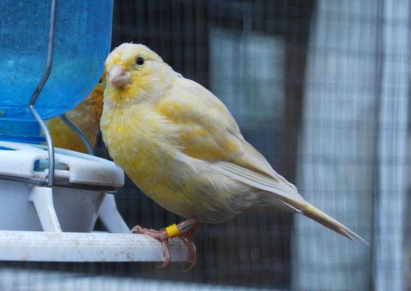 Canaries male and female for sale