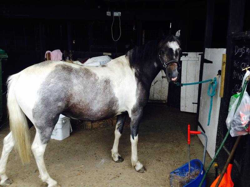 Candy 12.2 coloured mare