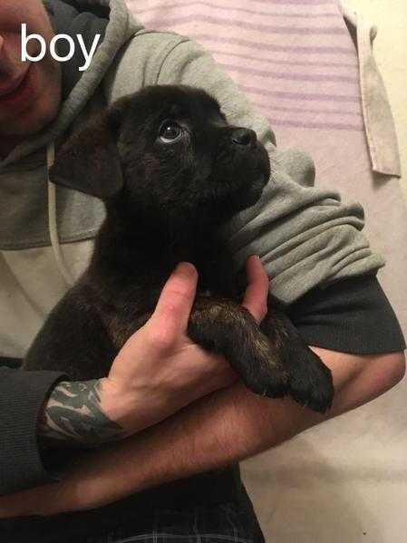 Cane corso x Rottweiler puppies