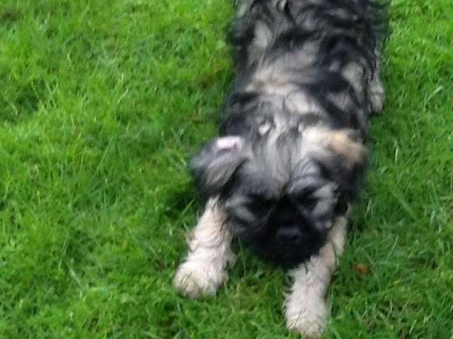 CAPTIVATING SHUGGLE  PUPPIES - TOBY - ONE ADORABLE FULLY VACCINATED BOY AVAILABLE