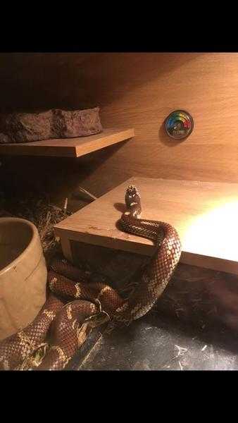 Caribbean king snake