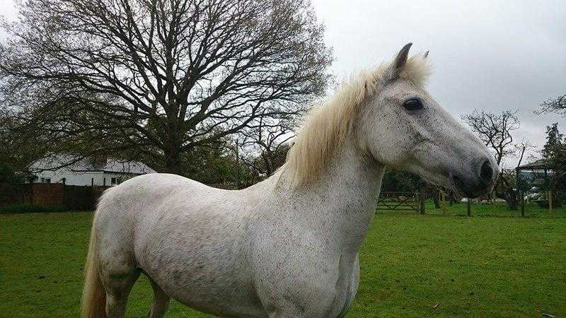 Caring adult rider needed for a gentle pony