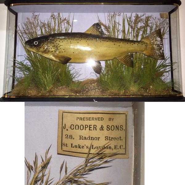 Cased Fish By J Cooper 28 Radnor Street London