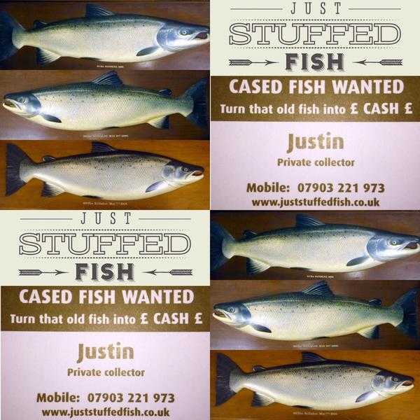 Cased Fish By J Cooper 28 Radnor Street London , J.Cooper amp Sons 78 Bath Road Hounslow middx