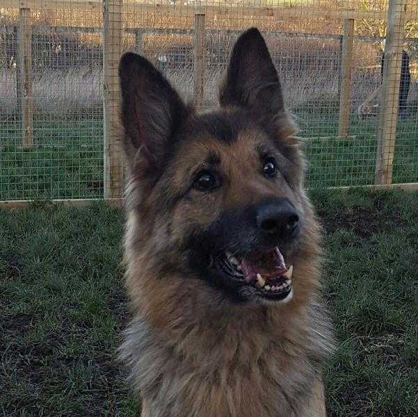 Cass 6-7yr old Beautiful shy german shepherd bitch now ready for her forever home