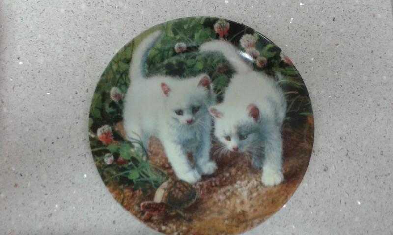 cat plate