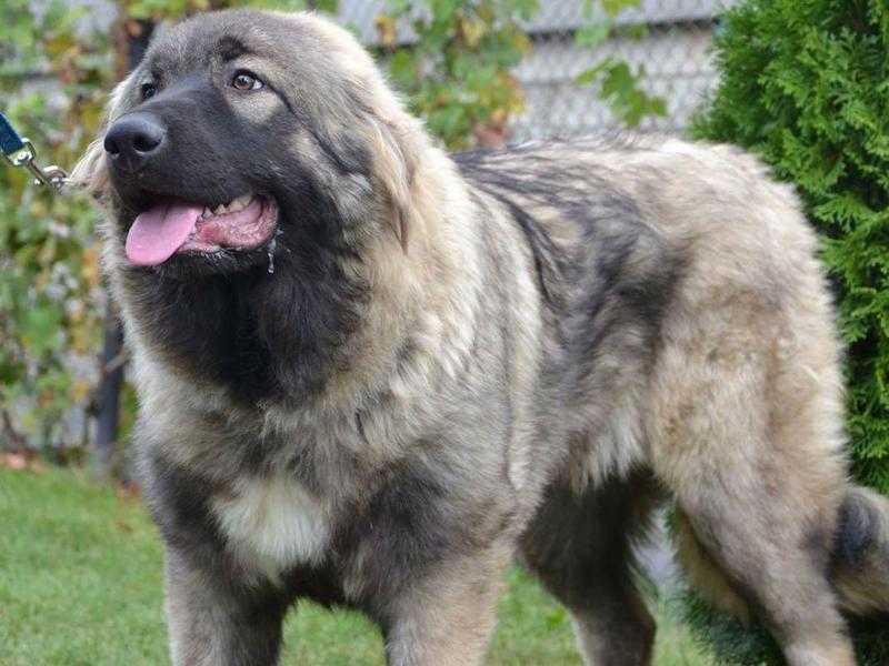 Caucasian Big girl 9 months old