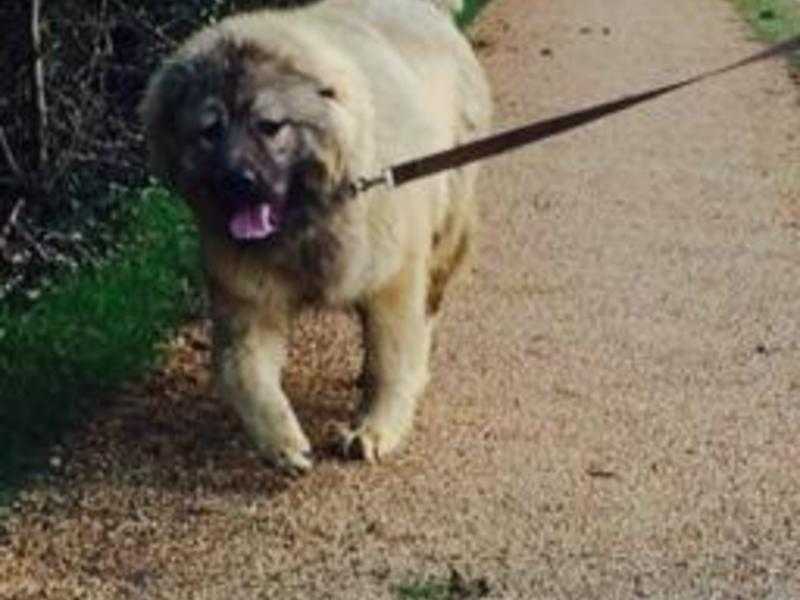 Caucasian Ovcharka 16 months old Big Boy For Sale.