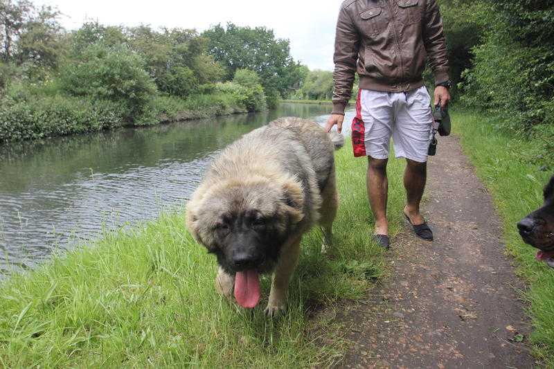 Caucasian Ovcharka 24 Months old