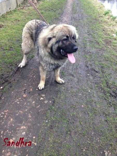 Caucasian Ovcharka 24 Months old