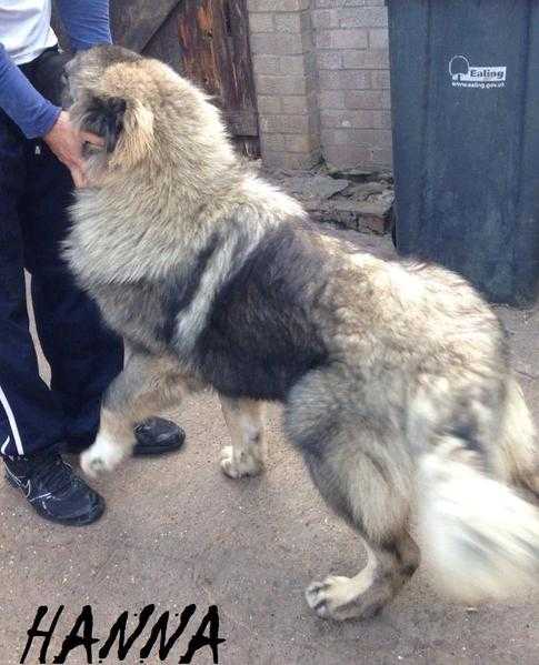 Caucasian Ovcharka Girl 10 Months Old