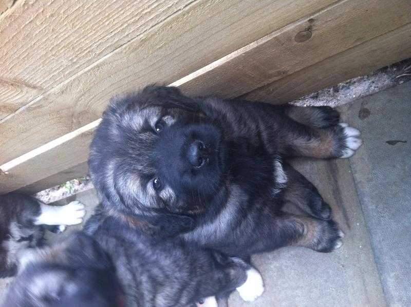 Caucasian ovcharka , Russian mountain dog puppies .