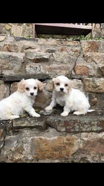 Cavachon puppies