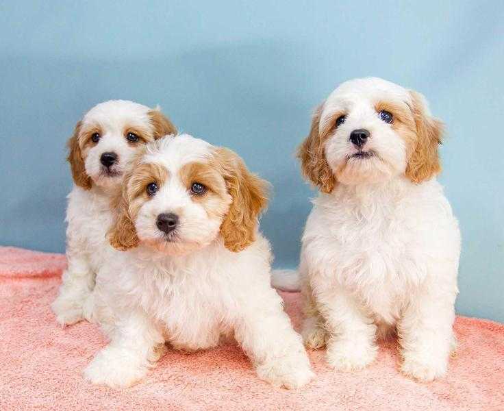 Cavachon Puppies F1 Health Tested Pedigree Parents