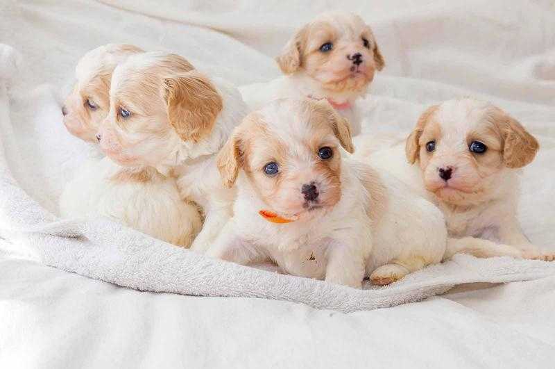 Cavachon Puppies  from F1 Health Tested Pedigree Parents