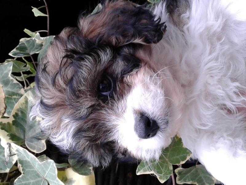 Cavachon pups