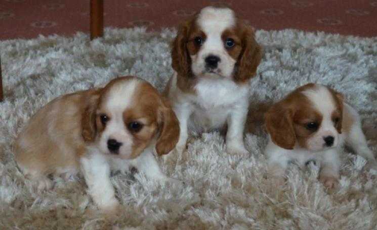 Cavalier King Charles puppies