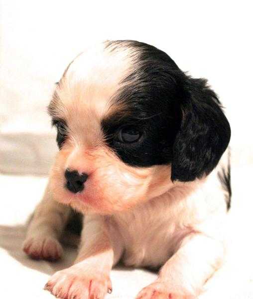 cavalier king charles puppies