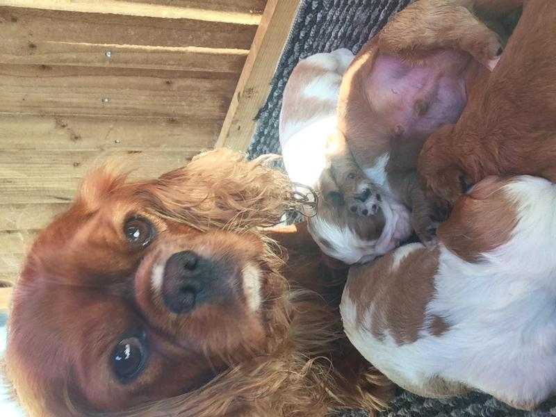 Cavalier King Charles puppies