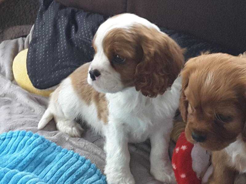 Cavalier King Charles puppies. Available for sale to good homes. Stunning litter of 6.