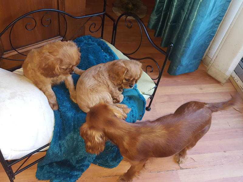 Cavalier King Charles puppies for sale.