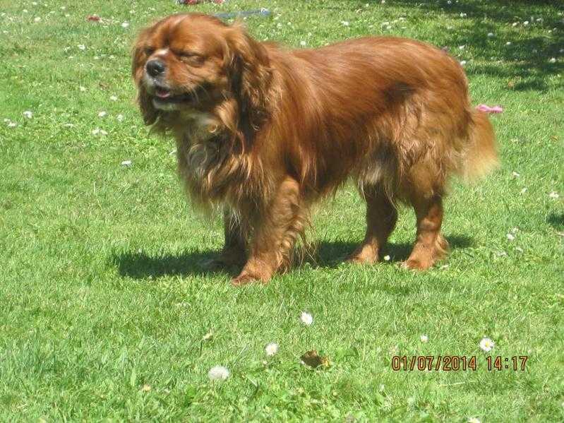 CAVALIER KING CHARLES SPANIEL FOR STUD ONLY