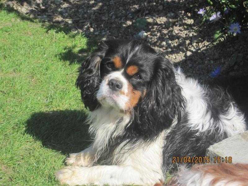 CAVALIER KING CHARLES SPANIEL FOR STUD ONLY