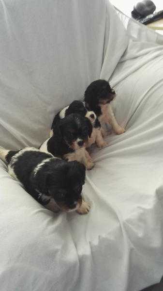 Cavalier King Charles Spaniel puppies.