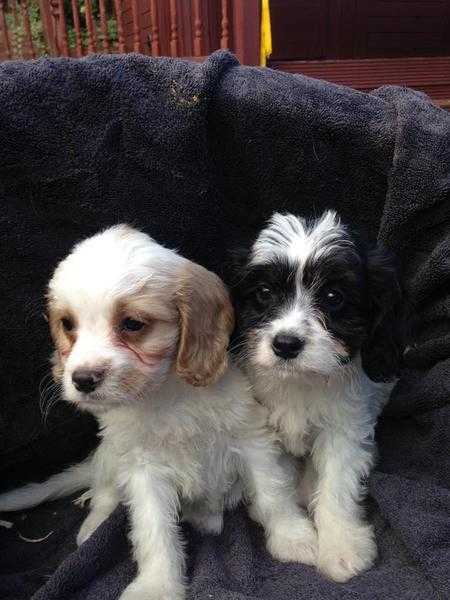 Cavalier King Charles x Bichon Frise aka Cavachon