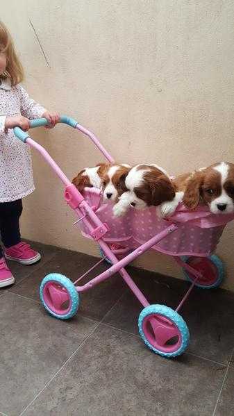 Cavalier Puppies