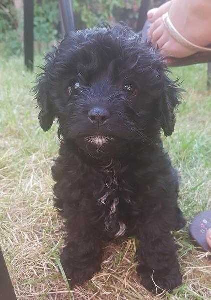 Cavapoo puppies