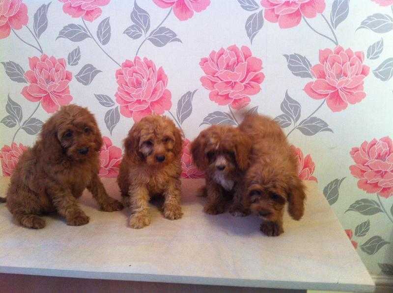 Cavapoo pups