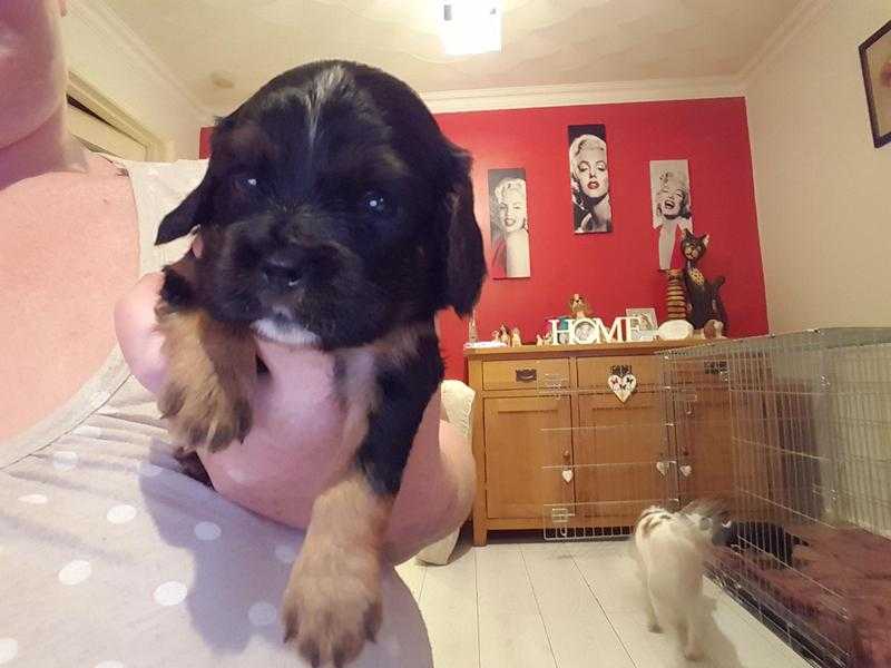 cavilier king charles spaniel puppies