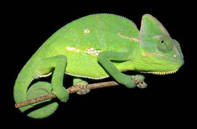 Chameleon