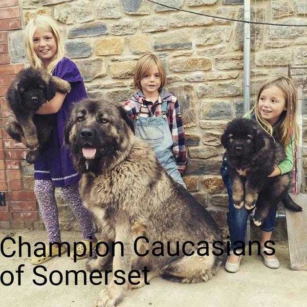 Champion Caucasian Shepherd Puppies for sale