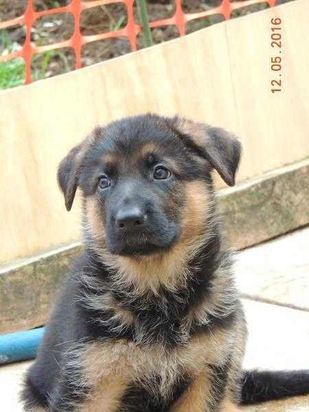 Champion sired German Shepherd Pups