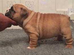 Champion Sired Show Quality english bulldog Puppy039s