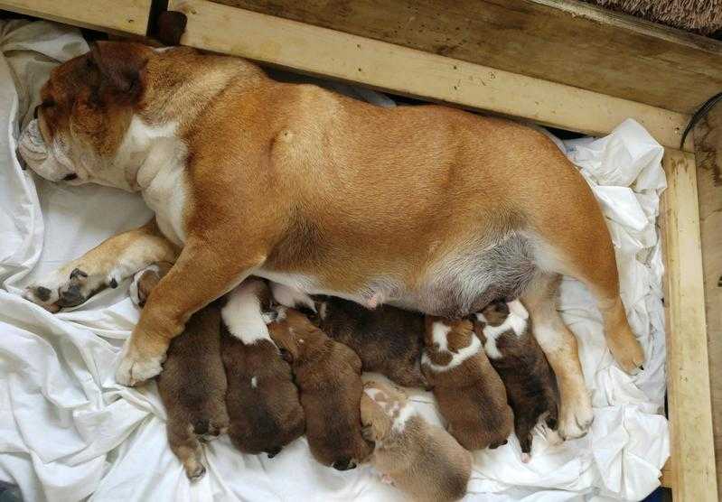 Championship British  english bulldog puppies for sale full kc reg